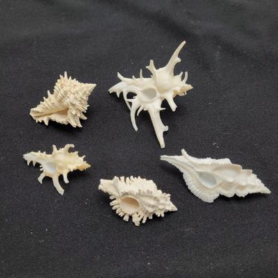 Venus Comb Murex Shells and More (D-EL)