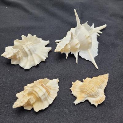 Venus Comb Murex Shells and More (D-EL)