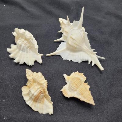 Venus Comb Murex Shells and More (D-EL)