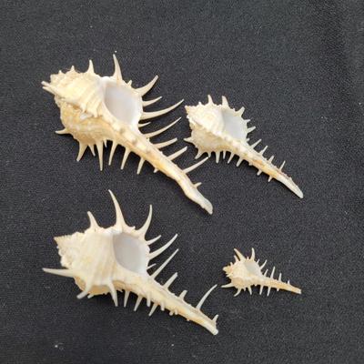 Venus Comb Murex Shells and More (D-EL)