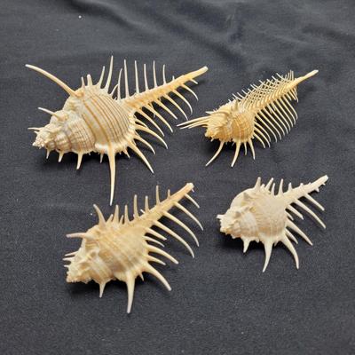 Venus Comb Murex Shells and More (D-EL)
