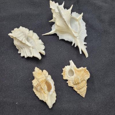Venus Comb Murex Shells and More (D-EL)