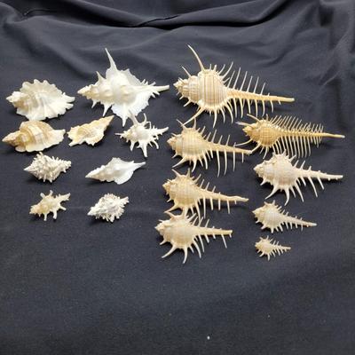 Venus Comb Murex Shells and More (D-EL)
