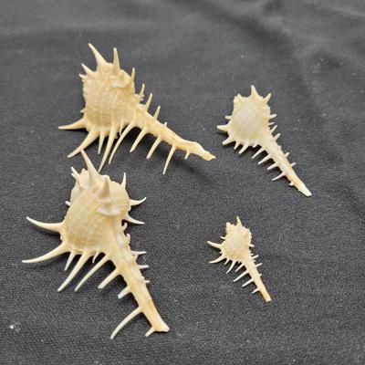 Venus Comb Murex Shells and More (D-EL)