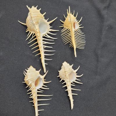 Venus Comb Murex Shells and More (D-EL)