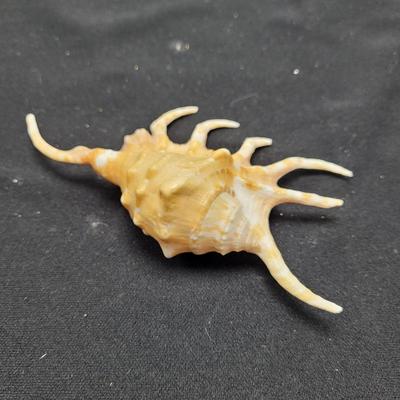 Spider Conch Shells (D-EL)