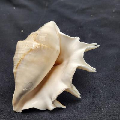 Spider Conch Shells (D-EL)