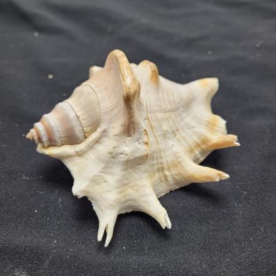 Spider Conch Shells (D-EL)