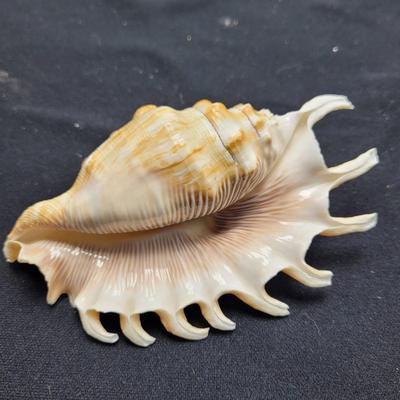 Spider Conch Shells (D-EL)