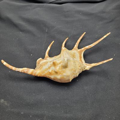 Spider Conch Shells (D-EL)