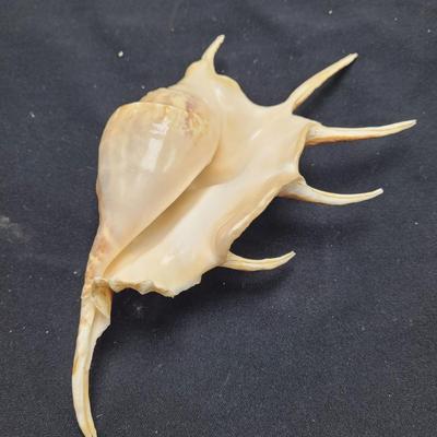 Spider Conch Shells (D-EL)
