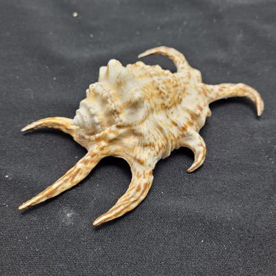 Spider Conch Shells (D-EL)