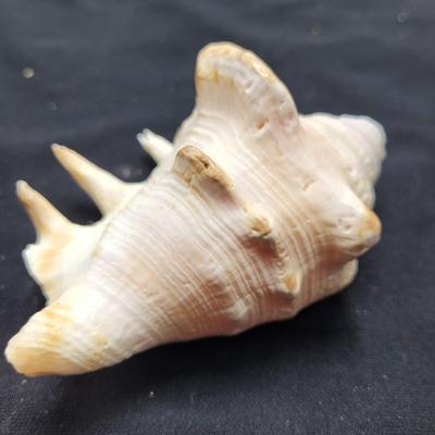Spider Conch Shells (D-EL)
