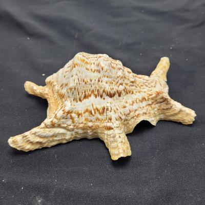 Spider Conch Shells (D-EL)