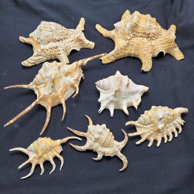Spider Conch Shells (D-EL)