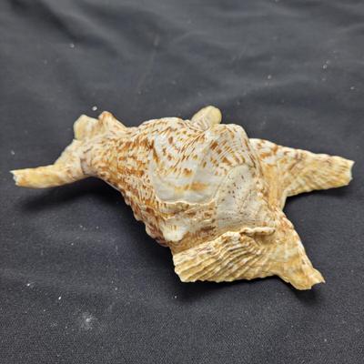 Spider Conch Shells (D-EL)