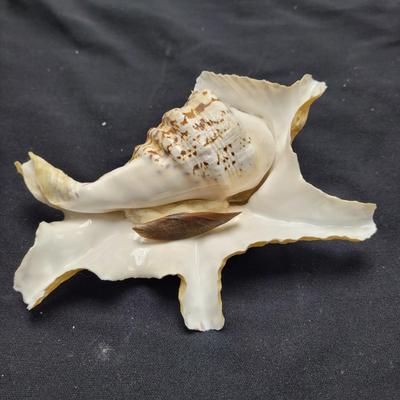 Spider Conch Shells (D-EL)