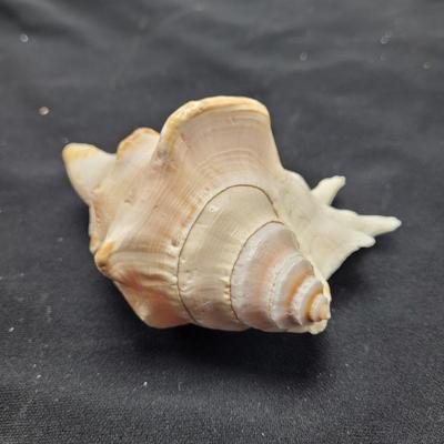Spider Conch Shells (D-EL)