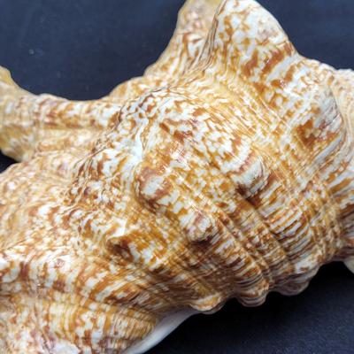 Spider Conch Shells (D-EL)