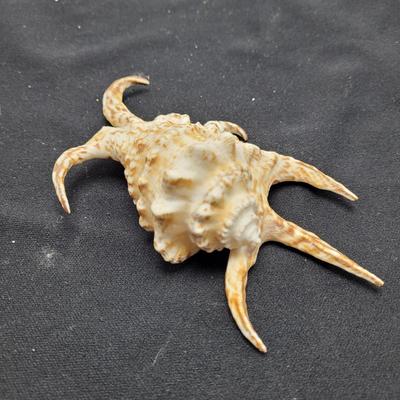 Spider Conch Shells (D-EL)