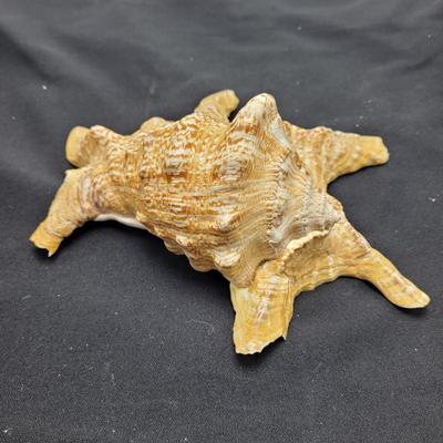 Spider Conch Shells (D-EL)