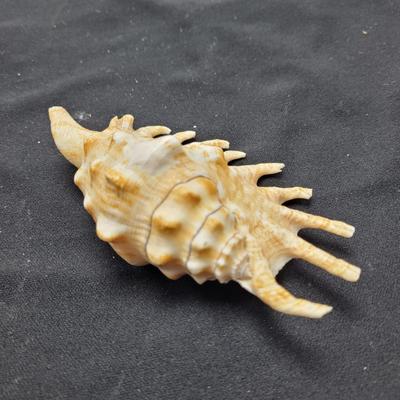 Spider Conch Shells (D-EL)