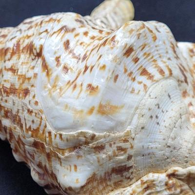 Spider Conch Shells (D-EL)