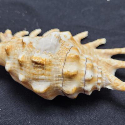Spider Conch Shells (D-EL)