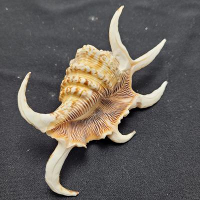 Spider Conch Shells (D-EL)
