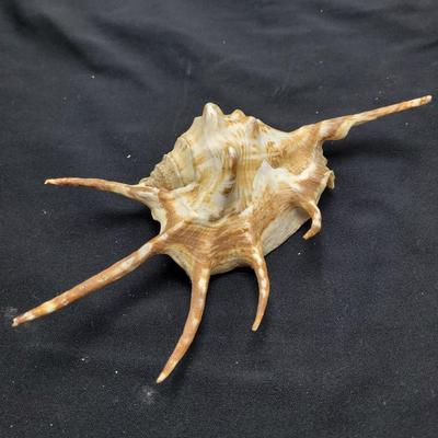 Spider Conch Shells (D-EL)