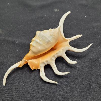 Spider Conch Shells (D-EL)