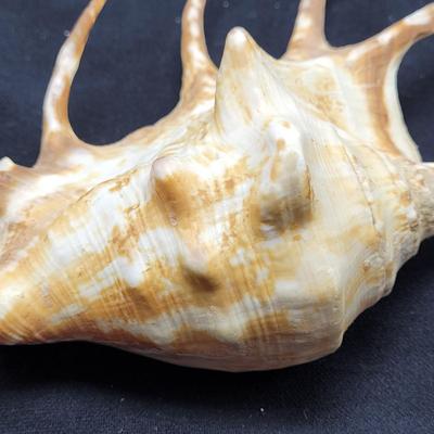 Spider Conch Shells (D-EL)