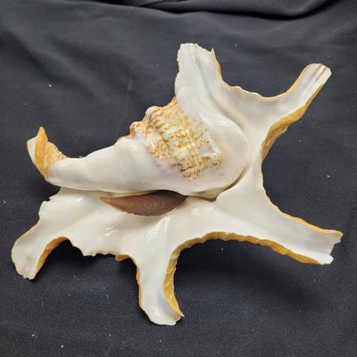 Spider Conch Shells (D-EL)