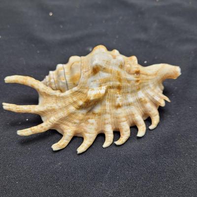 Spider Conch Shells (D-EL)