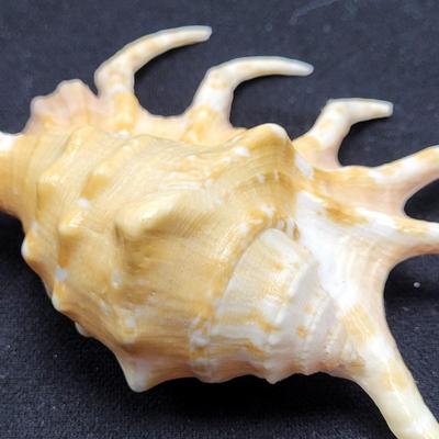 Spider Conch Shells (D-EL)