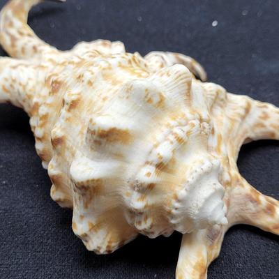 Spider Conch Shells (D-EL)