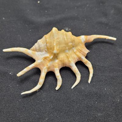 Spider Conch Shells (D-EL)