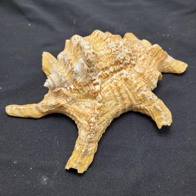 Spider Conch Shells (D-EL)