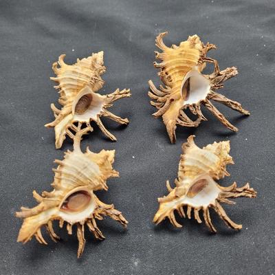 Large Variety of Murex Shells (D-EL)