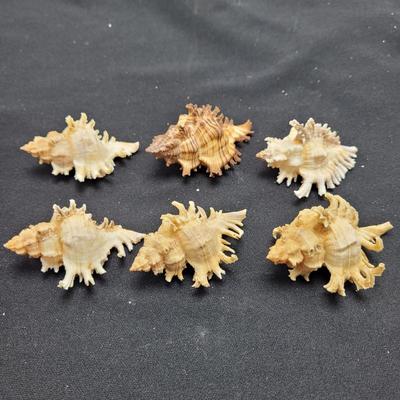 Large Variety of Murex Shells (D-EL)