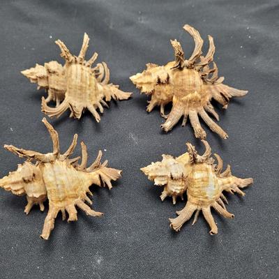 Large Variety of Murex Shells (D-EL)