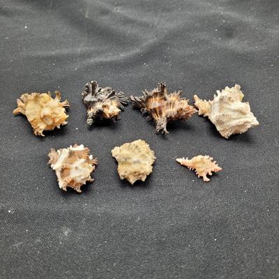 Large Variety of Murex Shells (D-EL)