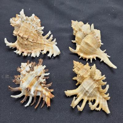 Large Variety of Murex Shells (D-EL)
