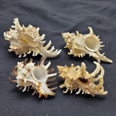 Large Variety of Murex Shells (D-EL)