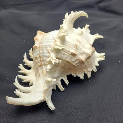 Large Variety of Murex Shells (D-EL)