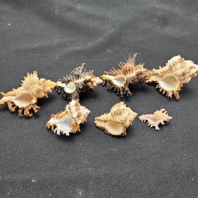 Large Variety of Murex Shells (D-EL)