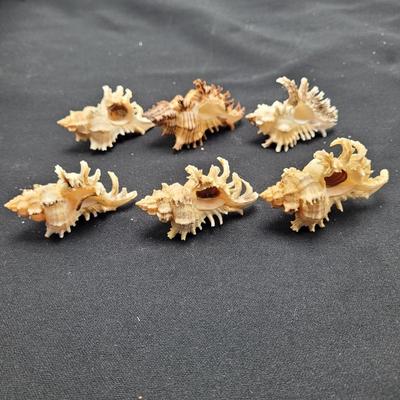 Large Variety of Murex Shells (D-EL)