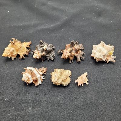 Large Variety of Murex Shells (D-EL)