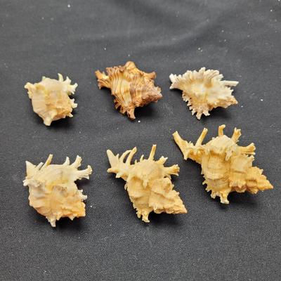 Large Variety of Murex Shells (D-EL)