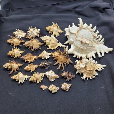 Large Variety of Murex Shells (D-EL)